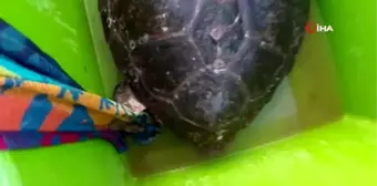 Tedavisi yapılan caretta caretta Didim Altınkum'da denize bırakıldı