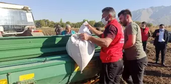 Kahramanmaraş'ta ata tohumu 'Siyez buğdayı'nın deneme ekimi yapıldı