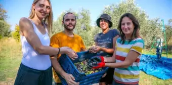 Yabancı gönüllü öğrenciler, zeytin hasadına katıldı