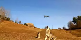 Çoban köpeği, dronu havada parçaladı