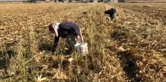 Kızıltepe'de kadınlar boş mısır koçanını yakacak olarak kullanıyor