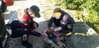 Yavru köpekleri çuvalla dereye atarken yakalandılar