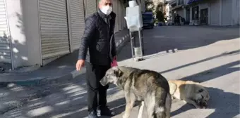 Derik'te kısıtlamada sokak hayvanlarını esnaf besledi