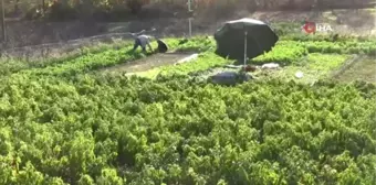 Organik Örenli pırasası tezgahlardaki yerini aldı