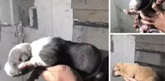 Yasak ırk köpekleri satmaya çalışan kişiye 38 bin lira ceza