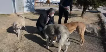 Son dakika haber | Saraykent Belediye Başkanı Öçal, sokak hayvanları için yiyecek bıraktı