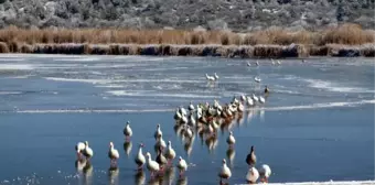 Son dakika haberi | 'Kuş cenneti' Yayla Gölü buz tuttu