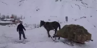 Hayvanları için karlı tepelerden kızaklarla ot taşıyorlar