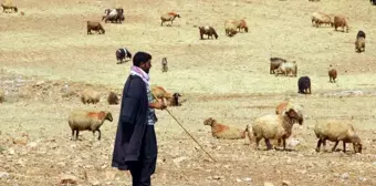 Valilik'ten yayla ve mera kullanımı genelgesi