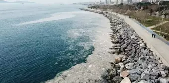 Pendik ve Kartal sahilindeki kirliliğin sebebi belli oldu: Deniz salyası