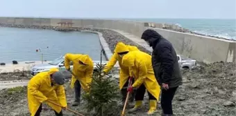 Cide'de fidanlar toprakla buluşturuldu