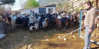 Koyunlarını gütmek için drone kullanan çoban kilometrelerce yol gitmekten kurtuldu