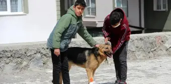 İşkence edilen köpeğe çocuklar sahip çıktı