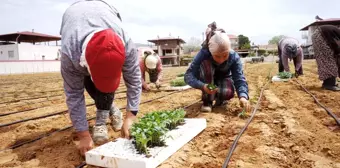 Emcelli Biberlerini, genç kuşaklar yetişmeye başladı