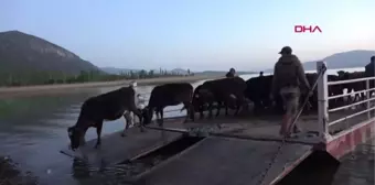 ISPARTA MADA ADASI'NDA YAŞAYANLARININ SALLA YAYLAYA GÖÇÜ BAŞLADI