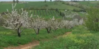 BALIKESİR - Bandırma Çakıl Mahallesi'nde bu yıl 150 ton kiraz rekoltesi bekleniyor