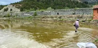 Köylerde çeltik ekimine başlandı