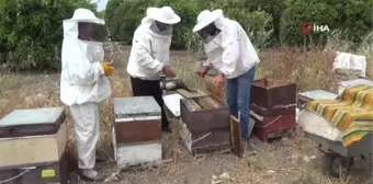 İlk narenciye balı hasadını yapan arıcılardan aracı tepkisi