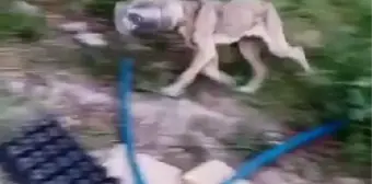 ARNAVUTKÖY'DE İKİ ARKADAŞIN İLGİNÇ KÖPEK KURTARMA OPERASYONU