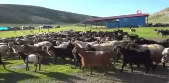 Yaylaya çıkan göçerler üretime başladı