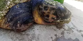 Son dakika haber... Daha önce yaralı bulunan caretta caretta'nın bu kez ölü bedenine ulaşıldı