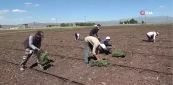 Muş'ta karpuz fideleri toprakla buluşturuluyor