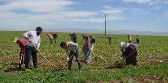 Tarım işçilerinin Muş Ovası'ndaki mesaisi başladı