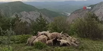 Ağıla girince şoka uğradı... Borçla aldığı koyunları telef oldu