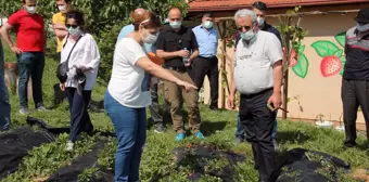 Osmanlı çileğinin aroması ve kokusu AB projesiyle yeni türlere aktarılacak