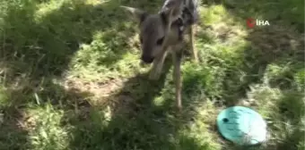 Çobanların bulduğu yeni doğan karaca koruma altına alındı