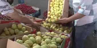 Ünü ülke sınırlarını aşan Malatya kayısısı tezgahtaki yerini aldı