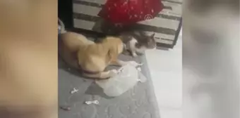 Köpek ile kedinin dostluğu şaşırtıyor