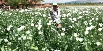 Haşhaş tarlaları beyaza büründü