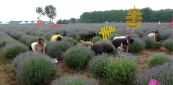 Edirne'de lavanta tarlasında yoga