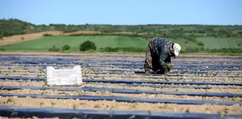 Kırklareli'nde köy kadınları fide dikim işiyle aile ekonomilerine katkıda bulunuyor