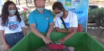 Tedavileri tamamlanan caretta carettalar denize bırakıldı