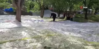 Son dakika haberleri! Yusufeli'nde dut pekmezi geleneksel yöntemlerle hazırlanıyor