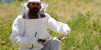 Gezgin arıcıların Muş'un verimli yaylalarına 'tatlı' yolculuğu başladı