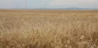 Odunpazarı ilk hasadı Kalkanlı'da yaptı