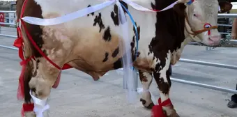 Kurbanlık tosunlar podyumda güzelliklerini sergiledi