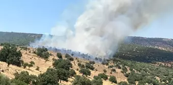 Manisa'da makilik alanda yangın