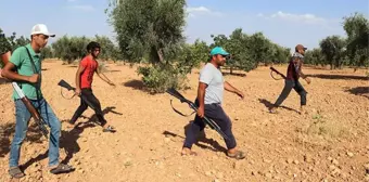 Güneydoğu'da Antep fıstığı hasadı başladı! Bekçiler hırsızlara karşı ellerinde tüfeklerle 24 saat nöbette