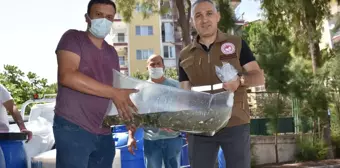 Manisa'da 694 bin pullu sazan yavrusu göl ve göletlere bırakıldı