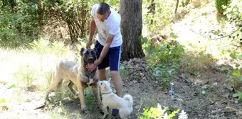 Duyarlı vatandaş sayesinde sokak köpeği ölmekten kurtuldu