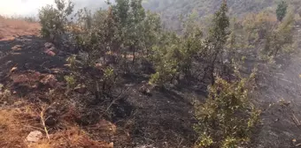 Son dakika haber... Siirt'te çıkan örtü yangınında 10 hektar alan zarar gördü