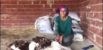 Üçüz doğuran inek veterineri de şaşırttı