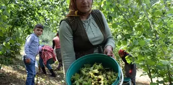 Fiyatı açıklanan fındıkta hasat heyecanı