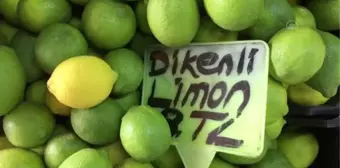 Turunçgilde yeni sezon erkenci limon hasadıyla başlıyor