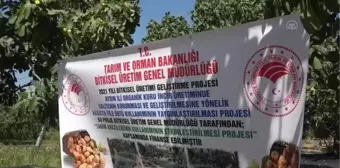 Hasatta file örtü kullanımı ile incirde kalitenin korunması amaçlanıyor