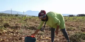 Tarlada kalmadı Bucalı kadınlar kazandı